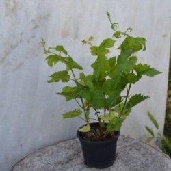 Pure planta en maceta - Vendo Lúpulo