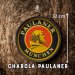 Paulaner - Charola Plástica 