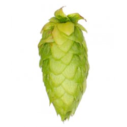 Lúpulo Centennial Hopsteiner x 100 grs - The Craft Drinks Lab