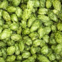 H3 leonés lúpulo en flor - Vendo Lúpulo