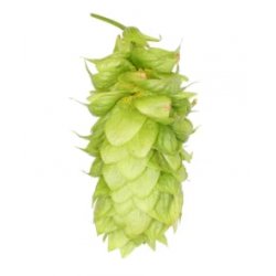 Lúpulo Lotus Hopsteiner 1 x Kg - The Craft Drinks Lab