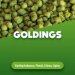 Hop pellets Goldings 5 kg 