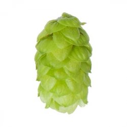 Lúpulo Styrian Golding Hopsteiner x 1 Kg - The Craft Drinks Lab