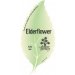 Ashover Elderflower (Cask) 