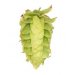 Lúpulo Cluster Hopsteiner x 100 grs 