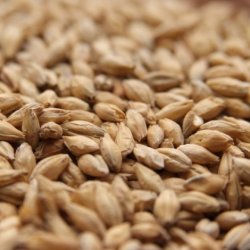 MALTA SUPERIOR PILSEN MALT CANADA MALTING - Insumos Cerveceros de Occidente