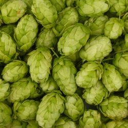 Cascade lúpulo en flor - Vendo Lúpulo