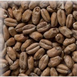 Malta Wheat (Trigo) Munich KG - Palma Rosa