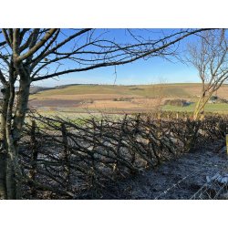 Hedgelaying with Torquil Varty — Black Isle Brewery - Black Isle Brewery