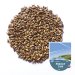 Malta Midday Sun Medium Crystal Pauls Malt x 1 Kg 