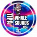 Bang The Elephant Brewing Co - Whale Sounds Bang The Elephant Brewing Co - Whale Sounds