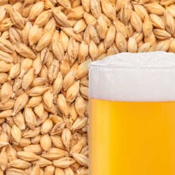 Malte Best Pilsen - Cerveja Artesanal