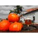 Raven I Love You Pumpkin 0,7l 