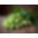 Bobek (Styrian Golding) - Alpha - 5.88% - 2024 Harvest 100g  Worcester Hop Shop 