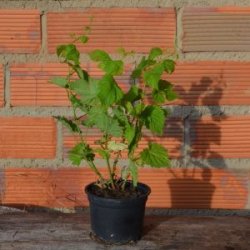 Saaz planta en maceta - Vendo Lúpulo