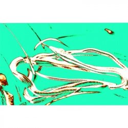 Popihn TIPA DDH - Rakau / Mosaic / Citra