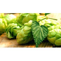 Cascade  7.3% - Oficina da Cerveja