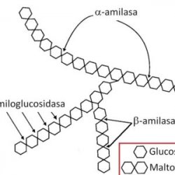 Enzima Amiloglucosidasa X 15 ml - Cibart