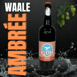 Brasserie Waale Waale Ambree