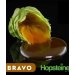 Lúpulo Salvo Bravo x 60 grs 
