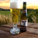 Föroya Bjór Pilsnar 0,33l – Leichtes Pilsner mit 4,6% Vol. Föroya Bjór Pilsnar 0,33l – Leichtes Pilsner mit 4,6% Vol.
