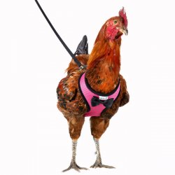 Chicken Harness & Leash by Flying Monkeys - Flying Monkeys Craft Brewery