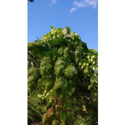Amarillo Pellets 100g - waterintobeer