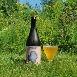 Slowburn Brewing Co-op Marelica ● BA sour with apricots - Slowburn Brewing Co-op