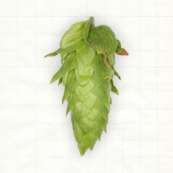 US Cascade Pellets Typ 90 - Hopsteiner