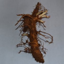 Fuggle rizoma de primavera - Vendo Lúpulo