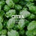 Citra Type 90 pellets  12.8% A.A. 