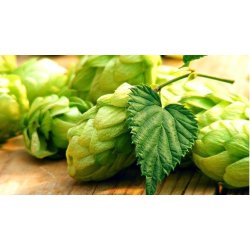 Fuggle 6.5% - Oficina da Cerveja