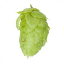 Lúpulo Hopsteiner Columbus x 100 grs - The Craft Drinks Lab