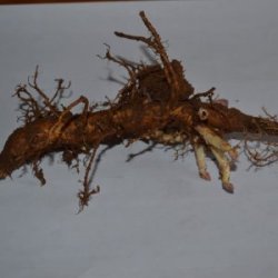 Tradition rizoma de primavera - Vendo Lúpulo