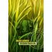 Brokreacja Grass Lurker 500ml 