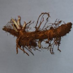 Cashmere rizoma de primavera - Vendo Lúpulo