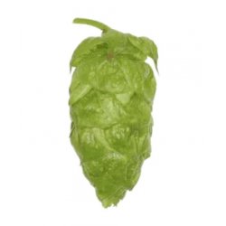 Lúpulo Apollo Hopsteiner x 1 Kg - The Craft Drinks Lab