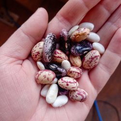 How to Save Seeds in Your Garden This Season - Finlay Keiller — Black Isle Brewery - Black Isle Brewery