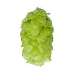 Lúpulo Styrian Golding Hopsteiner x 5 Kg - The Craft Drinks Lab