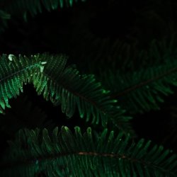 Brauerei Gebr. Maisel Maisel & Friends TAONGA IPA