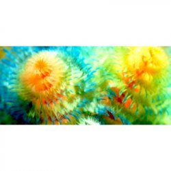 Popihn IPA - Citra / El Dorado