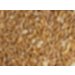 Flaked Torrefied Oats  Worcester Hop Shop 