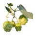 Lúpulo Citra YQH x 1 Kg 