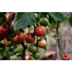 Tomatoes, Cucumbers & Polytunnels — Black Isle Brewery - Black Isle Brewery