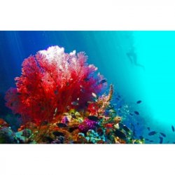 Popihn DIPA DDH - MOTUEKA / CITRA / HBC630