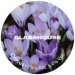 Glasshouse Crocus (Keg) 