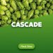 Hop cones Cascade 1 kg 