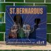 St Bernardus  6 Pack Belgian Beer Gift Pack Plus 2 Glasses 