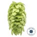 Lúpulo Mosaic Cryo Hops x 1 Kg  Yakima Chiefs 