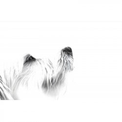 Popihn NEIPA DDH - STRATA / NECTARON / CITRA